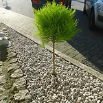 Pombeira グアルダ
