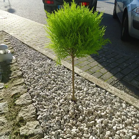 Pombeira גוארדה